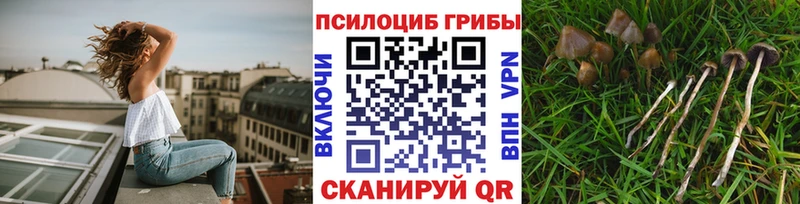 Галлюциногенные грибы Psilocybine cubensis  Волгореченск 